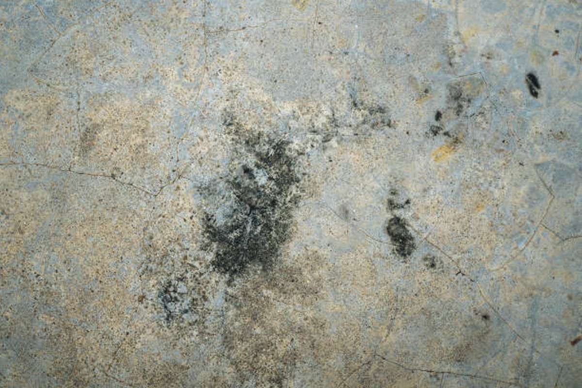 does mould grow on concrete1