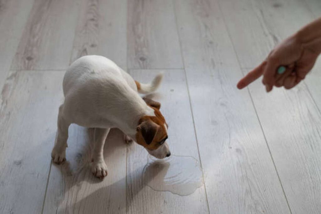 how to remove pet odour from a hardwood floor1