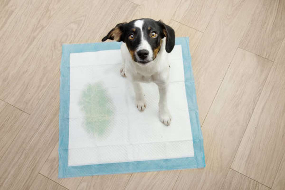 how to remove pet odour from a hardwood floor4